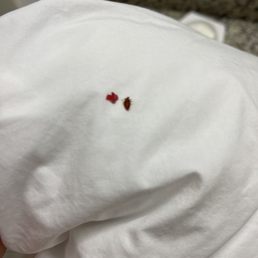 Bed bug Bed bug