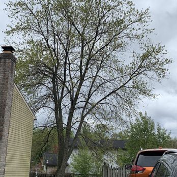 Knab's Tree Services - Tree Services Near Me - Severn, Maryland