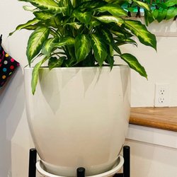 The Plant Queen - Plant purchased from the plant queen!
