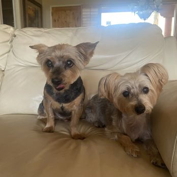 Desert Pawz Cage Free Grooming - Louie and Tankie - Pet Groomers Near Me - Phoenix, Arizona Desert Pawz Cage Free Grooming - Louie and Tankie - Pet Groomers Near Me - Phoenix, Arizona