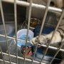 Photo of Wall Triana Animal Hospital