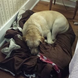 Crashed out puppy after a day of skiing and hiking. All within a couple miles of the Inn.