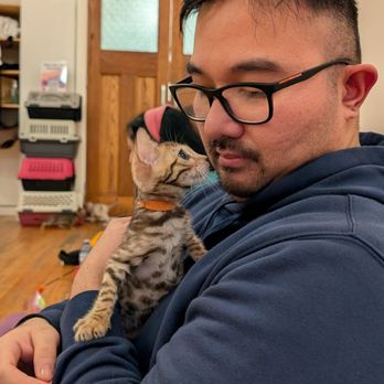 Yoga Kawa - Kitten - Yoga Near Me - Toronto, Ontario Yoga Kawa - Kitten - Yoga Near Me - Toronto, Ontario
