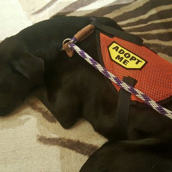 Urban Paws - My rescue baby at the Galleria...nice and relaxed, thanks to Urban Paws - Pet Training Near Me - Dallas, Texas Urban Paws - My rescue baby at the Galleria...nice and relaxed, thanks to Urban Paws - Pet Training Near Me - Dallas, Texas