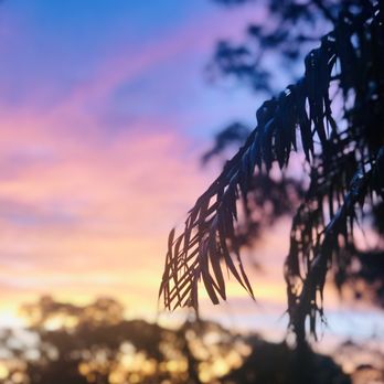Palmetto Pine Estates - Another beautiful sunrise this morning. - Real Estate Services Near Me - Bonita Springs, Florida Palmetto Pine Estates - Another beautiful sunrise this morning. - Real Estate Services Near Me - Bonita Springs, Florida