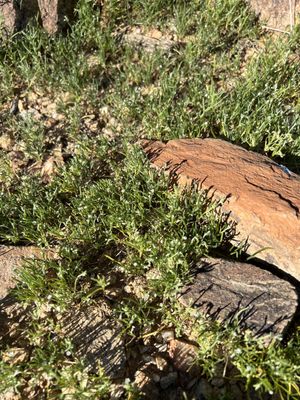 Lost Dog Wash Trailhead by null