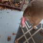 Photo of Head to Tail Pet Care