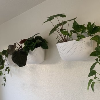 Momstera Lounge - Wally Grow planters and satin jade pothos from Momstera! - Nurseries & Gardening Near Me - Campbell, California Momstera Lounge - Wally Grow planters and satin jade pothos from Momstera! - Nurseries & Gardening Near Me - Campbell, California