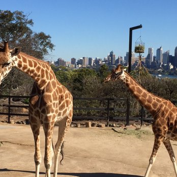 Taronga Zoo - Zoos Near Me - Mosman, NSW