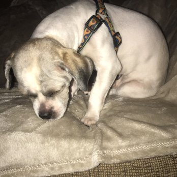 Puppy World - Miami - Pet Groomers Near Me - Miami, Florida