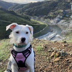 Victory's Service Dog Ranch