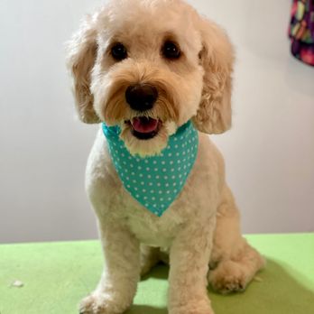 Alma Canina Grooming - Pet Groomers Near Me - Guttenberg, New Jersey Alma Canina Grooming - Pet Groomers Near Me - Guttenberg, New Jersey