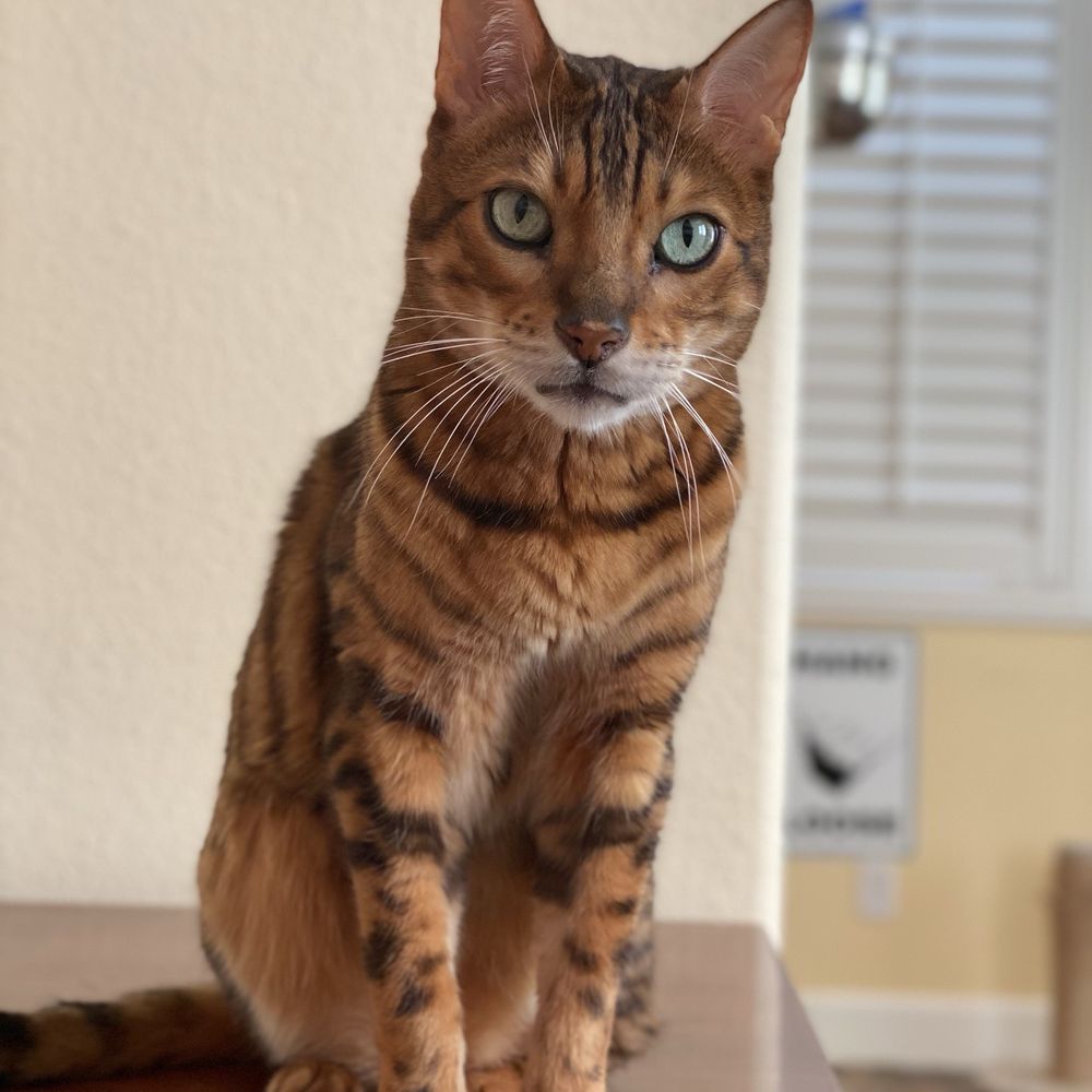 THE BEST 10 Cat Boarding in San Diego, CA - Quality & Affordability -  Updated 2026 - Yelp