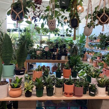 Grow Plant Shop - Amazing energy and great variety of plants - Nurseries & Gardening Near Me - Fort Worth, Texas Grow Plant Shop - Amazing energy and great variety of plants - Nurseries & Gardening Near Me - Fort Worth, Texas