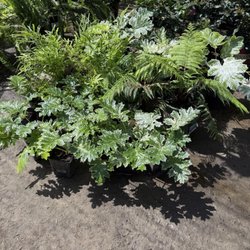 Mike's Nursery - Outside