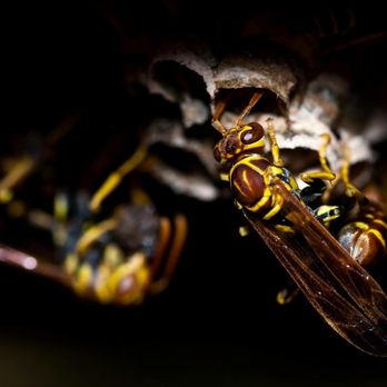 LOCAL Bug Guy - Pest Control Near Me - Spanish Fork, Utah