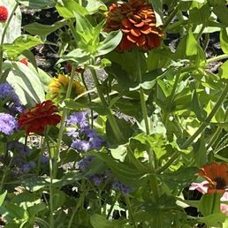 Flowers Flowers