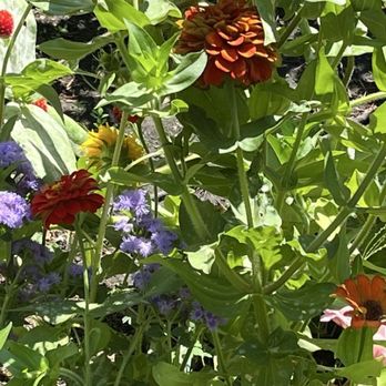Americana House - Flowers - American Near Me - Lodi, California Americana House - Flowers - American Near Me - Lodi, California