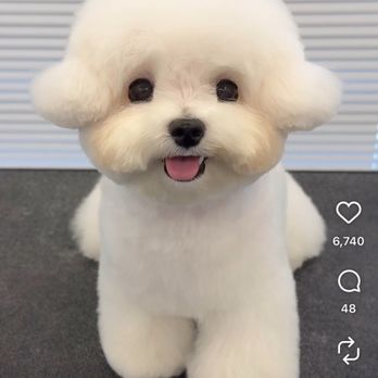 Pristine Paws - Pet Groomers Near Me - San Luis Obispo, California