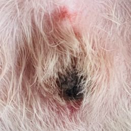 You can see how red and sore he is after they shaved him.