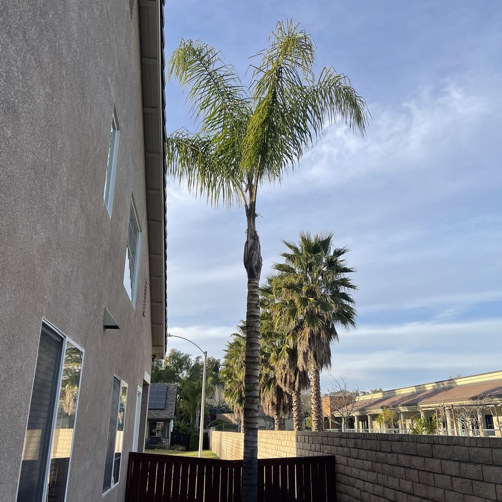 SD Tree Service - Tree after work was completed - Tree Services Near Me