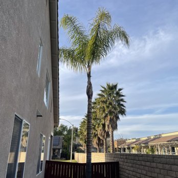 SD Tree Service - Tree after work was completed - Tree Services Near Me SD Tree Service - Tree after work was completed - Tree Services Near Me