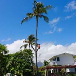 Drake's Lawn & Garden - Halfway up the tree to remove the coconuts! Drake's Lawn and Garden keeping your yards safe!