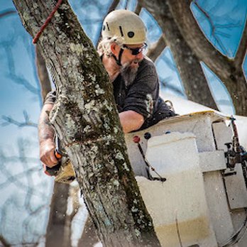 Blue Mountain Tree Company - Tree Services Near Me - Pine Grove, Pennsylvania