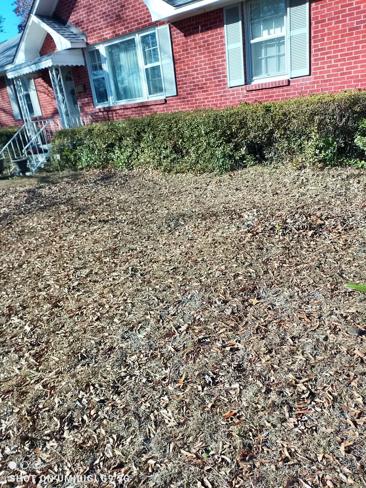 Grasshopper Lawn Care Service - tree service in lexington, SC