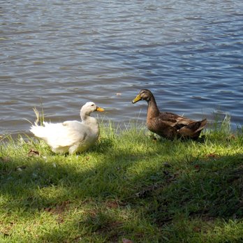 Shamrock Park - ducks - Parks Near Me - Tyrone, Georgia Shamrock Park - ducks - Parks Near Me - Tyrone, Georgia