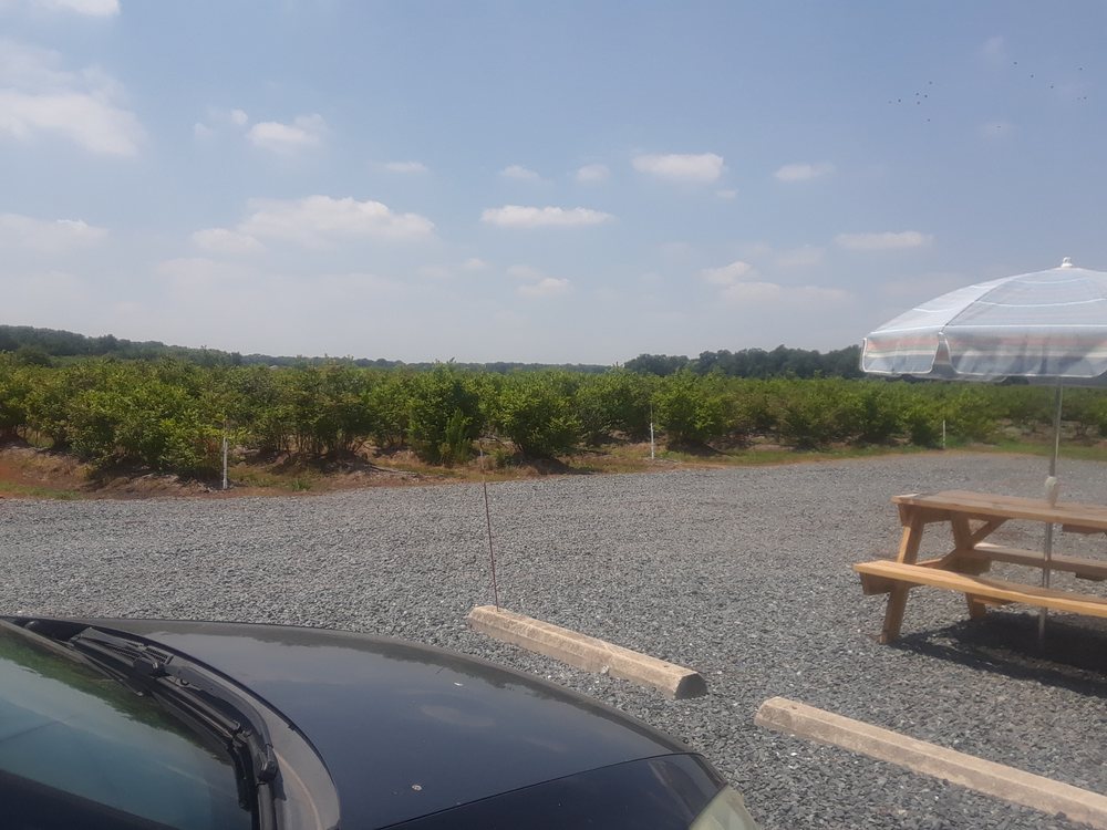 KINGSLEY ORCHARDS BLUEBERRY FARM Updated September 2024 24349 Rd 402, Frankford, Delaware