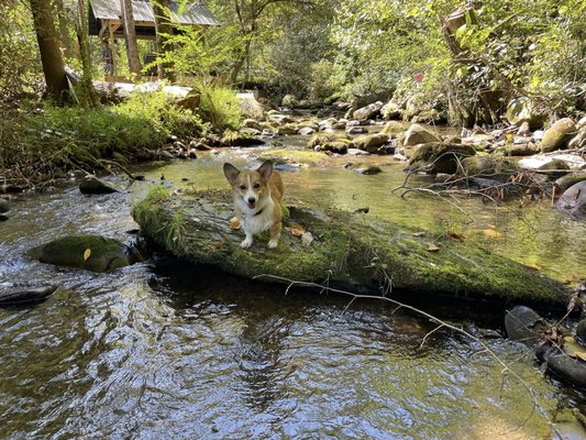 Roaring Fork Motor Nature Trail by null