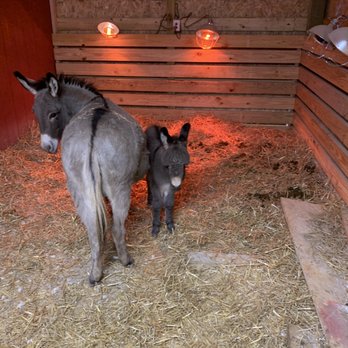 Donkey Kingdom - Pet Breeders Near Me - Charlotte, Tennessee Donkey Kingdom - Pet Breeders Near Me - Charlotte, Tennessee