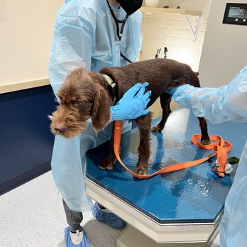 Bond Vet - Arlington - Whitney's amazing vet - Veterinarians Near Me - Arlington, Virginia