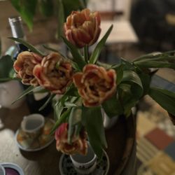 Gustatio - Tulips