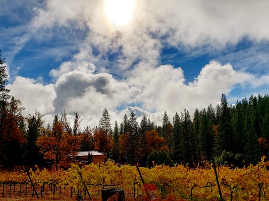 Miraflores Winery by null