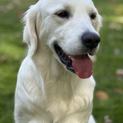 Traci’s Pet Care - My name is Tully