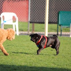Irvine Central Bark Dog Park