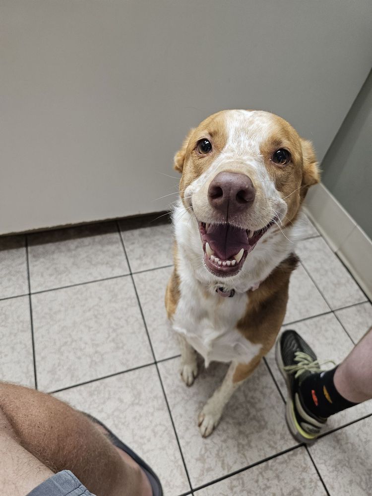 LAWNDALE VETERINARY HOSPITAL Updated September 2024 11 Photos & 20 Reviews 4314 Lawndale