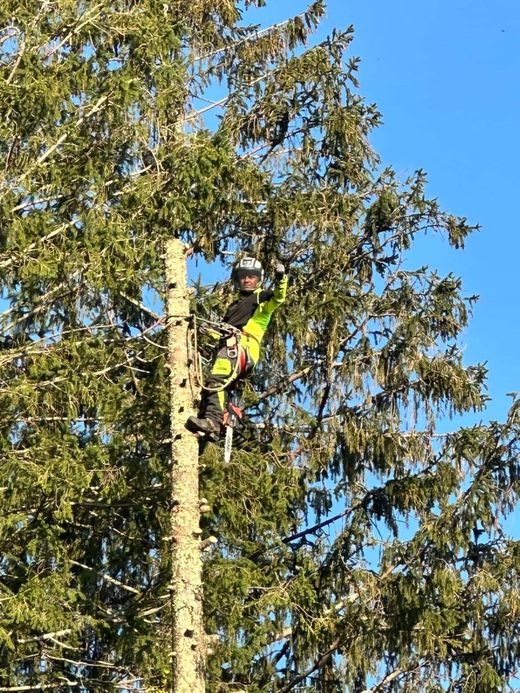 New England Foliage Tree Expert - tree service in Providence, RI