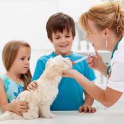 24 Hour Vet in Newtonsville OH