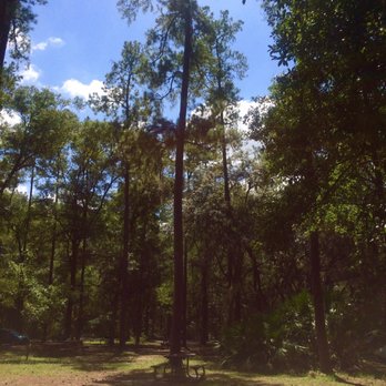 Devil's Millhopper State Geological Site - Happy pine trees! - Parks Near Me - Gainesville, Florida Devil's Millhopper State Geological Site - Happy pine trees! - Parks Near Me - Gainesville, Florida