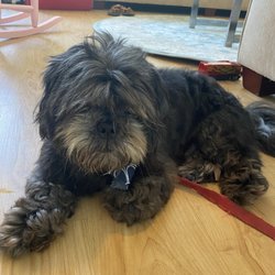 The Pooch Parlor - Dog immediately after grooming.