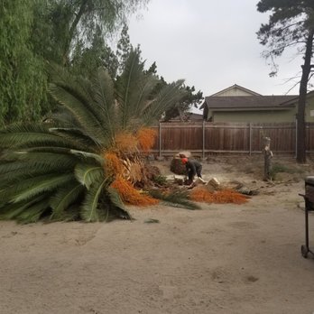 Morales Tree Service - Palm tree down. All days work. But no more rats for me. About 30 feet high. - Tree Services Near Me - National City, California Morales Tree Service - Palm tree down. All days work. But no more rats for me. About 30 feet high. - Tree Services Near Me - National City, California