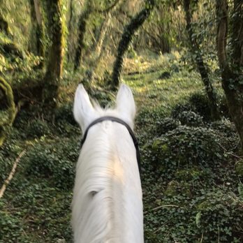 Castlefergus Equestrian - Ancient woodland trail - Horseback Riding Near Me - Quin, CE
