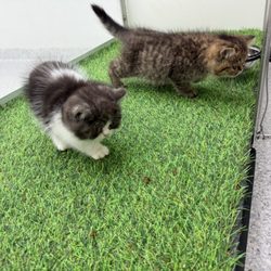 Bridgeport Puppies and Kittens has the cutest kittens !