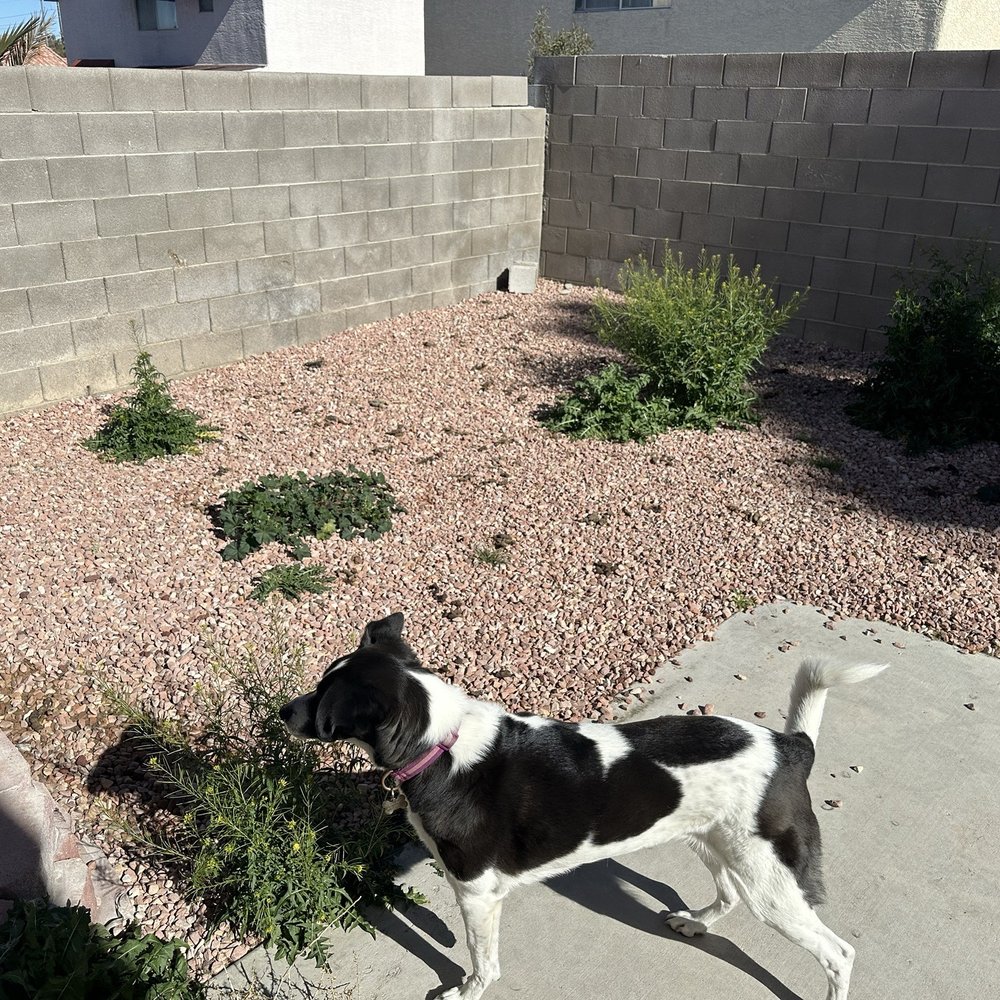 Affordable Lawn Maintenance - Back yard before - Landscaping Near Me Affordable Lawn Maintenance - Back yard before - Landscaping Near Me