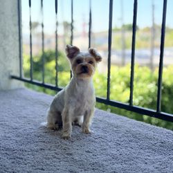 Salty Dogs Pet Styling - Yorkie after fresh grooming appt