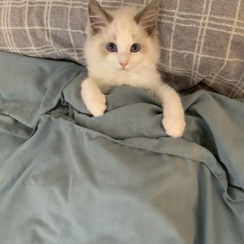 Ragmeister Ragdolls - Pet Breeders Near Me Ragmeister Ragdolls - Pet Breeders Near Me