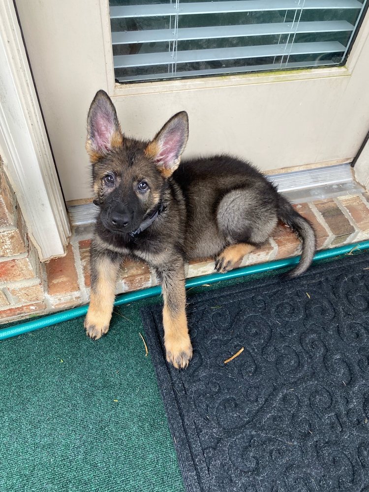 DEBUT SHEPHERDS Updated September 2024 21 Photos 135 Shady Creek Ln, Rockwall, Texas Pet